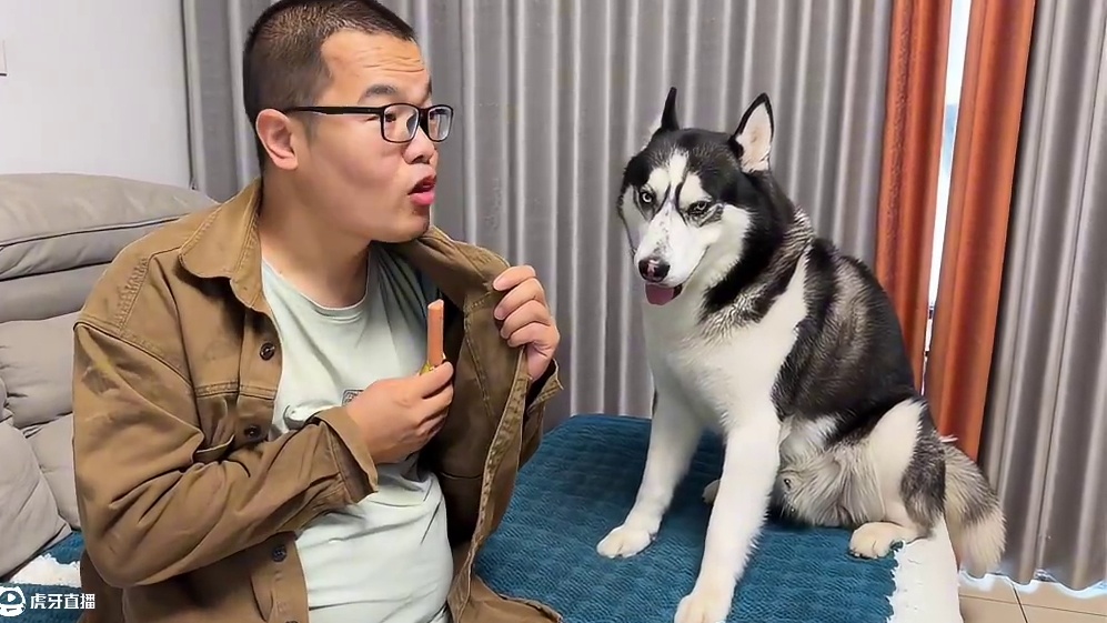 主人当二哈的面偷吃二哈火腿，没想到居然把傻狗气哭了，笑不活了 #我和我的狗 #萌宠出道计划 #动物的