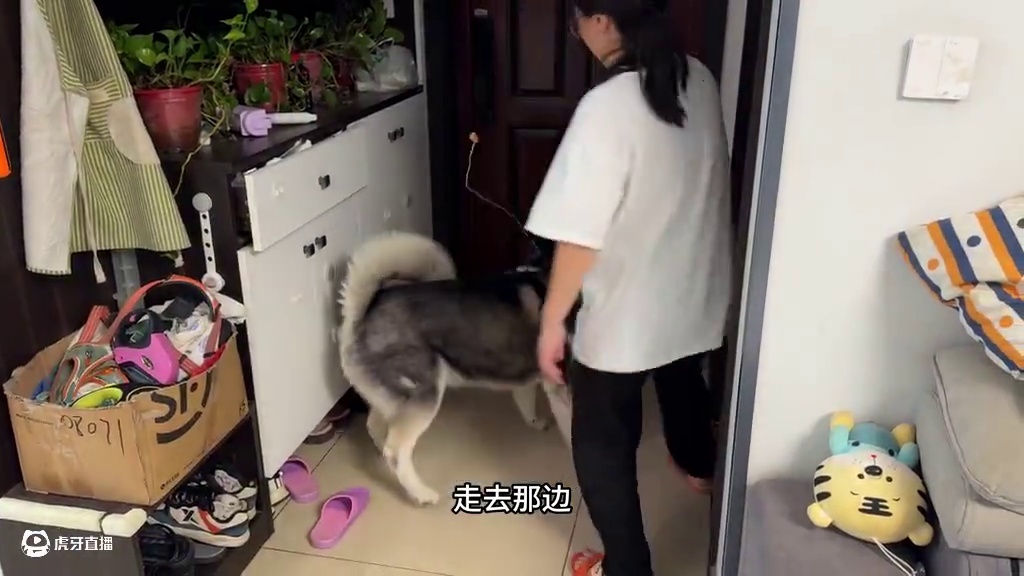 用铁丝在二哈眼前绑一个火腿，二哈会是啥反应？大家看完千万别笑 #我和我的狗 #萌宠出道计划 #动物的