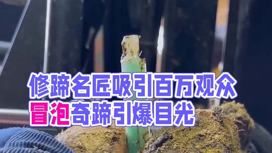 修蹄时长两年半，观蹄人数前五甲视频 #瓜子二手车 #解压 #助眠 #强迫症 #修牛蹄