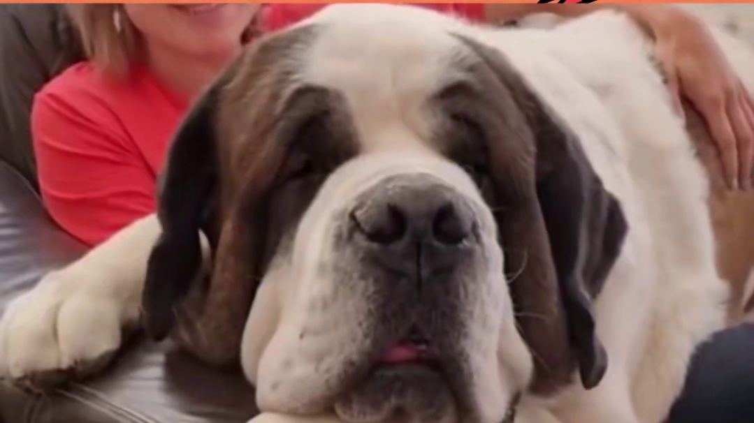 狗狗永远是人类最好的朋友 #圣伯纳犬  #狗狗  #搜救犬