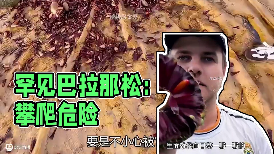 究竟是什么样的果子，竟让他如此以身犯险！ #巴拉那松子 #巴西松 #大暑消夏开吃啦 #松子