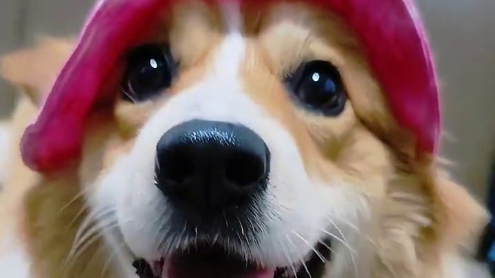 安欣：不想上幼儿园了！姨姨们，快来接我！#狗狗的心思都写在脸上了 #萌宠出道计划 #长毛柯基