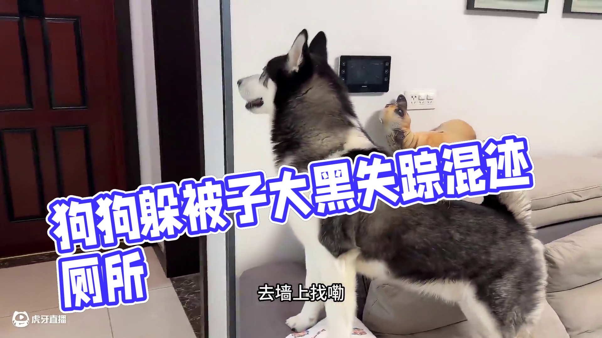 主人藏被子里跟狗狗躲猫猫，当主人掀开被子那一刻，你们都别笑 #萌宠出道计划 #动物的迷惑行为 #神奇