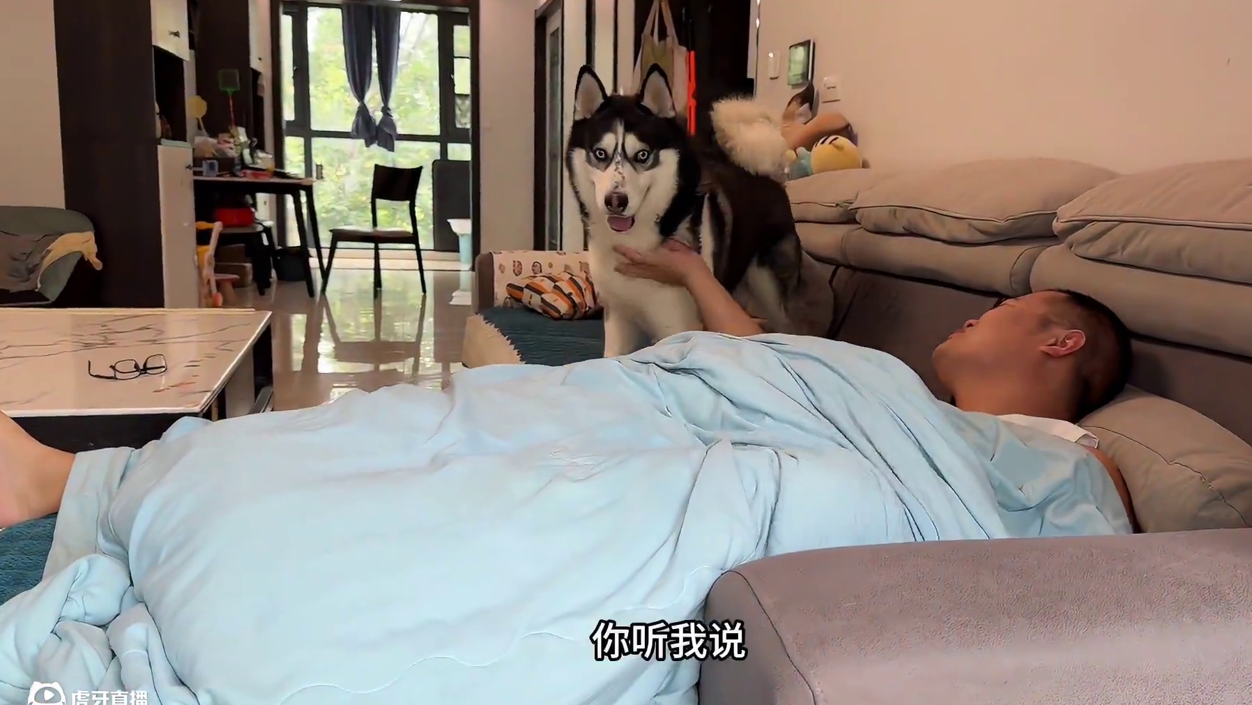 主人睡懒觉不给狗做饭，没想到搞笑的一幕出现了！看一遍笑一遍 #萌宠出道计划 #二哈