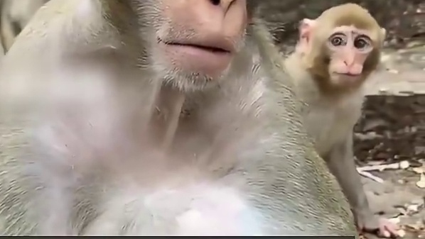 给猴子戴上金箍后  它的表情可以纳入表演教材了  网友:眼神戏太足了