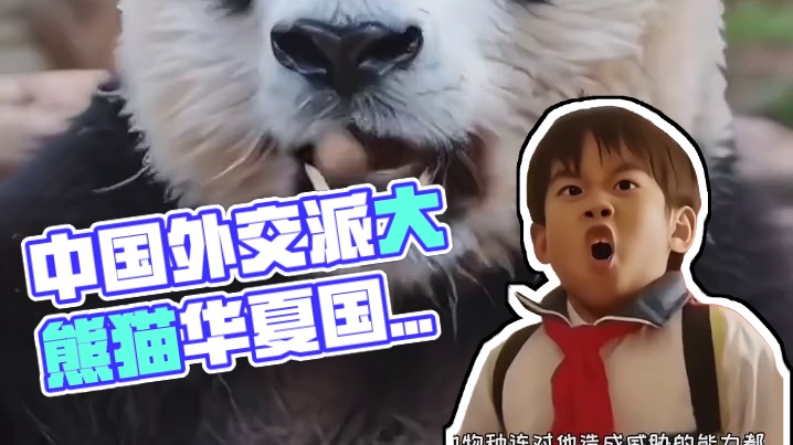 为什么中国外交总爱派大熊猫出场？