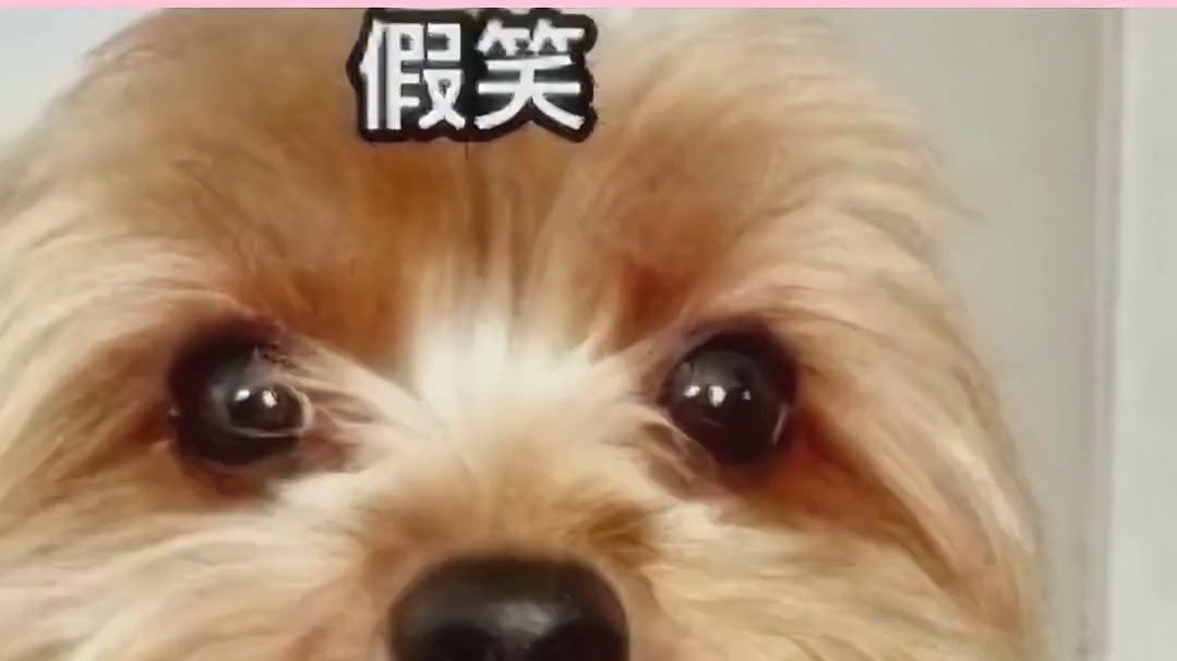 已经好久没见过这么纯碱的人了