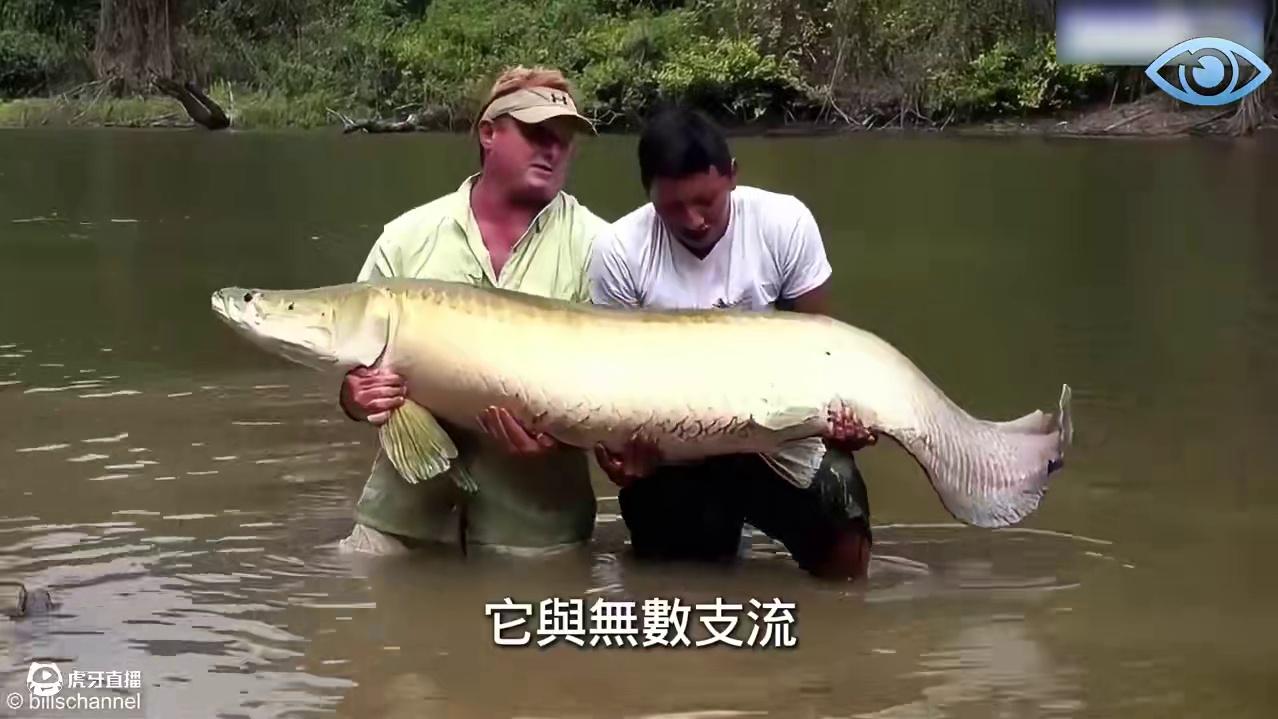 亚马逊雨林最致命的10种生物！ 食人鱼仅排第八，第一名堪称“人类噩梦”#亚马逊雨林 #食人鱼