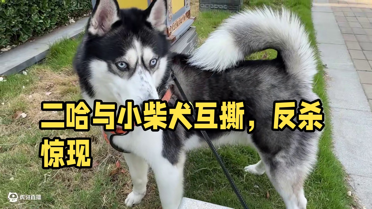 二哈牛气哄哄地找小柴犬干架，不料下一秒就被反杀，吓得屁滚尿流 #萌宠出道计划 #动物的迷惑行为 #神