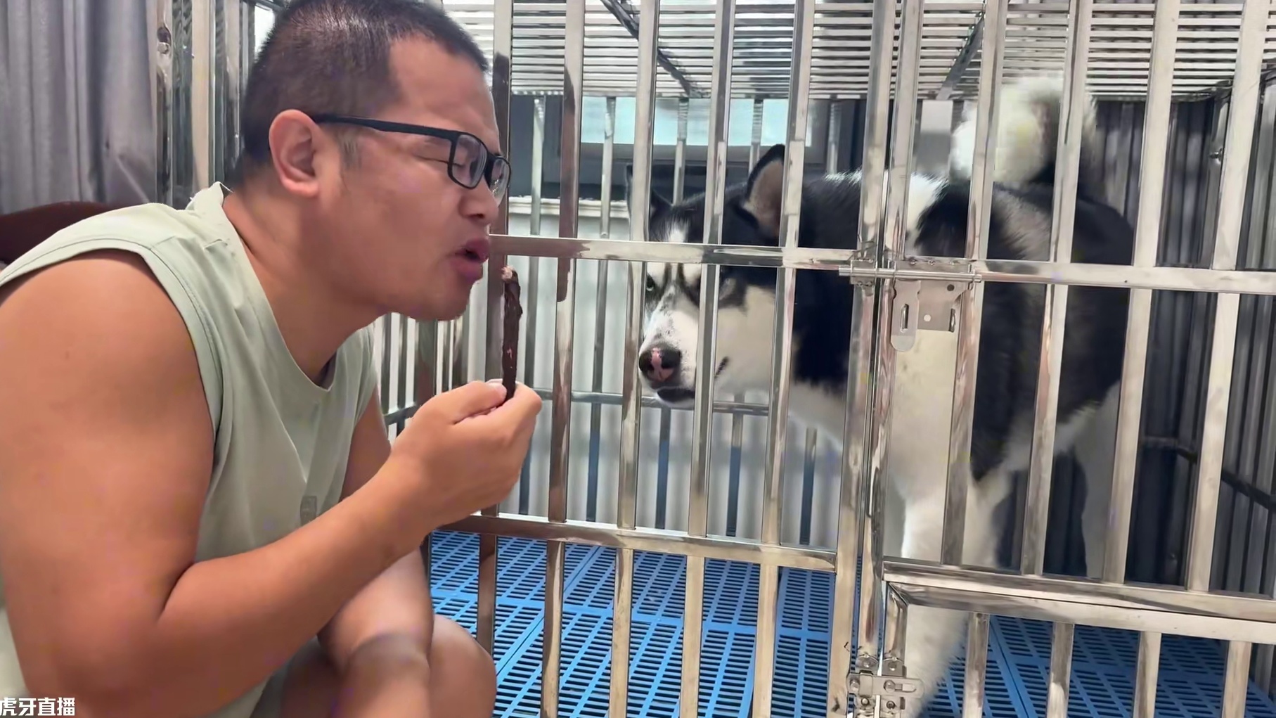 主人偷吃二哈肉干，气得二哈像热锅上的蚂蚁，骂骂咧咧团团转 #萌宠出道计划 #动物的