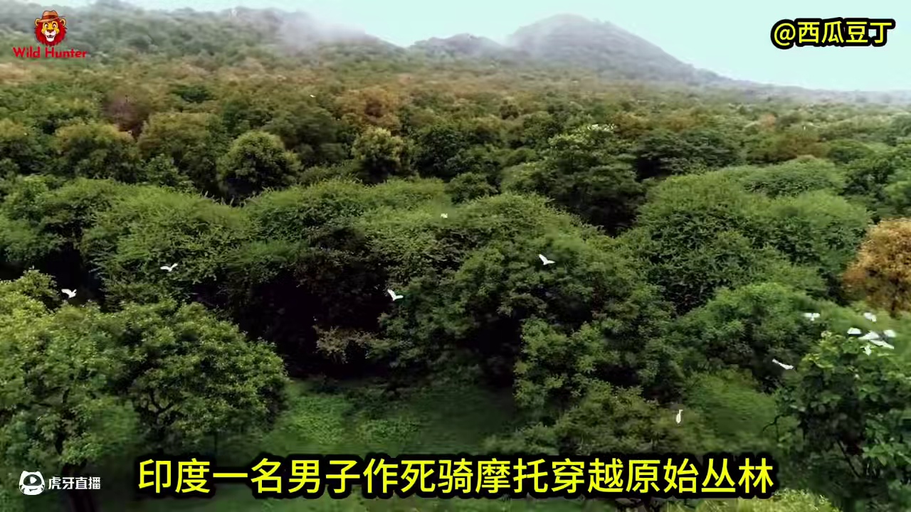 印度一名男子作死，骑摩托穿越原始丛林，被老虎巨蟒盯上全村吃席 #印度原始丛林 #巨蟒 #蟒蛇 #印度