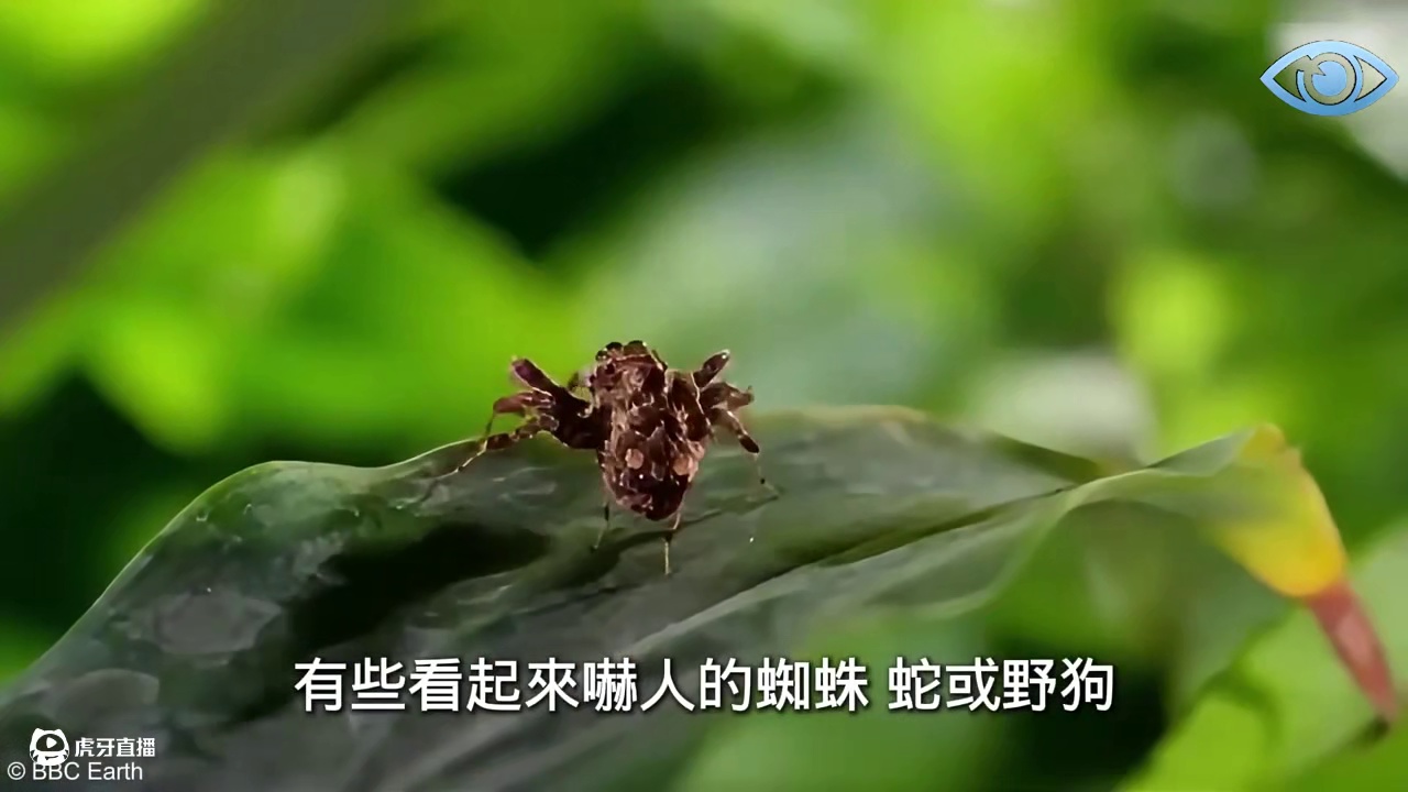 10种长相可爱却又十分致命的动物！ 宠物爱好者千万要小心，碰到了一定要远离#科普 