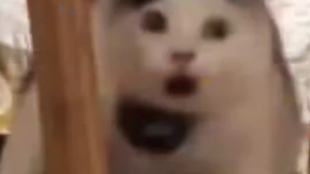 猫：听到零食的声音了，应该就载责附近啊