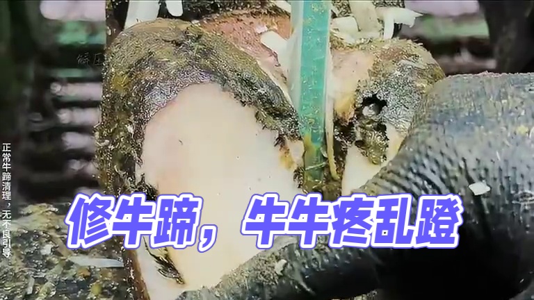 疼，真的很疼，牛牛疼的脚乱蹬。 #解压 #助眠 #修牛蹄 #强迫症 #极度舒适