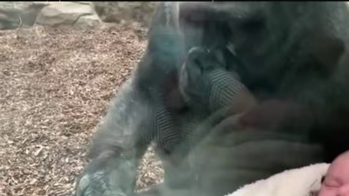 小猩猩：没有人为我发声吗#动物园 #大猩猩 #晒娃 #搞笑