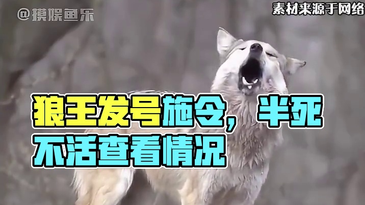 狼王：某些狼.....极个别狼...更有甚狼 #万万没想到 #娱乐评论大赏 #狼王 #搞笑