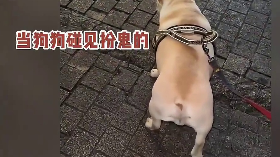狗狗也怕鬼，很抖但是地基稳所以不晃