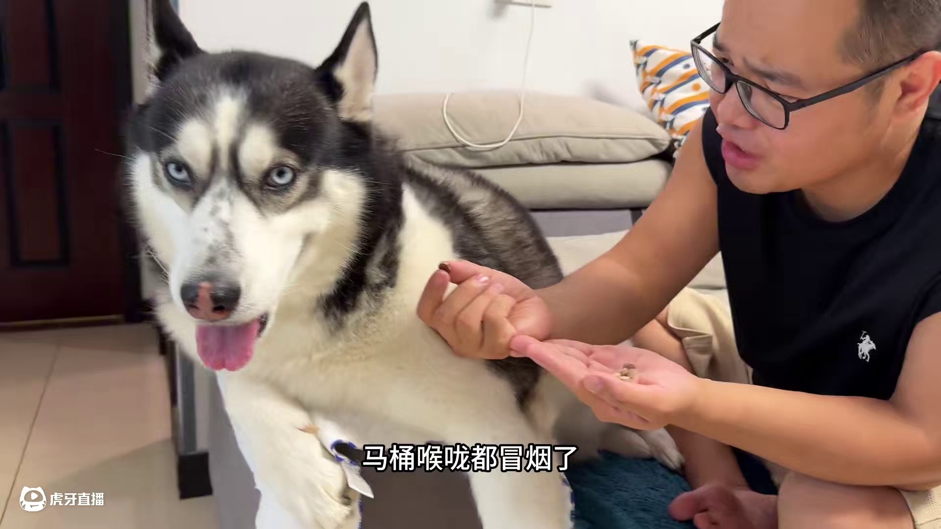 犟种二哈死活不吃药，当主人暴打娃娃杀鸡儆猴后，大家千万别笑 #萌宠出道计划 #动物