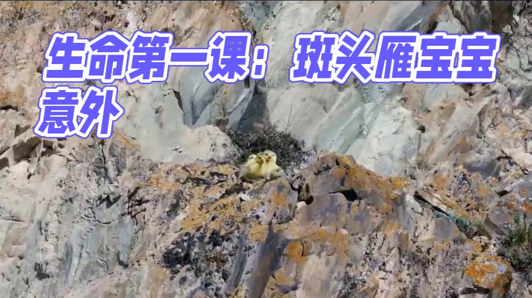 天呐！生命第一课竟是跳悬崖？！ 一只#斑头雁 宝宝意外失踪......蹲后续！#野生动物零距离 #神