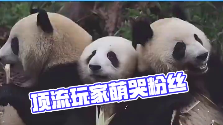 不愧是能成为顶流的！一眼看过去谁能不被萌哭啊啊啊