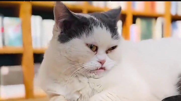 猫：就这样伤害我#猫 #万万没想到