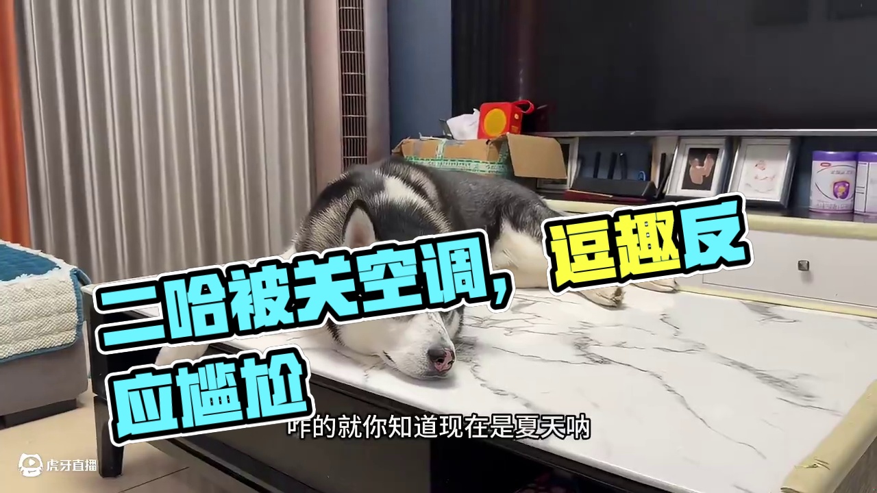 当二哈正美美地吹空调时，突然关掉空调，二哈会是啥反应？爆笑 #我和我的狗 #萌宠出道计划 #动物的迷