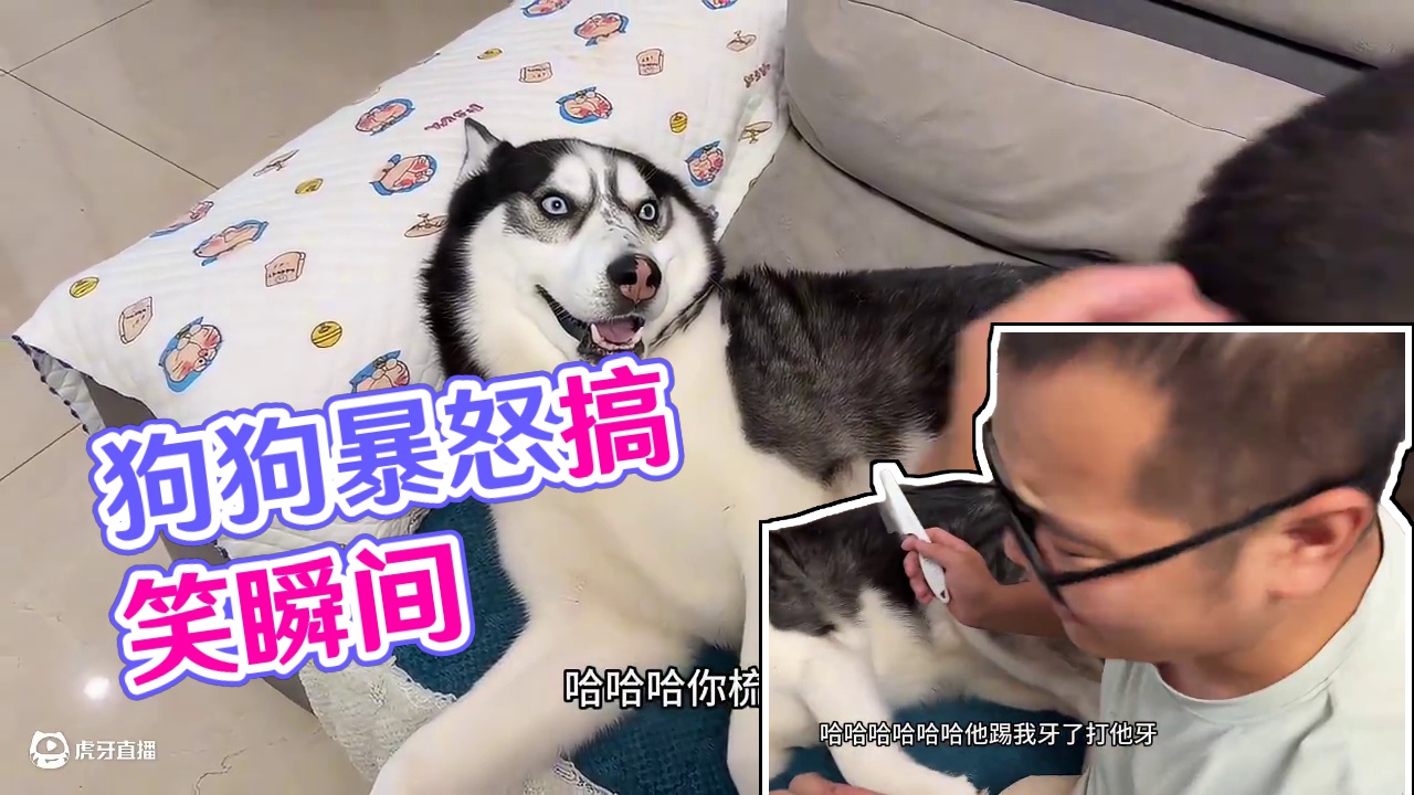 主人给狗狗梳毛，狗狗居然龇牙咧嘴咬主人，看一遍笑一遍 #萌宠出道计划 #动物的迷惑行为 #二哈 #哈