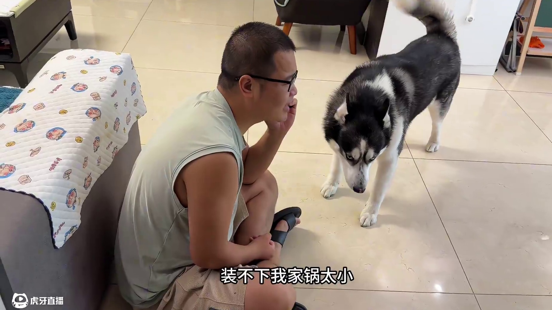 当二哈的面给狗肉馆打电话，气得二哈骂骂咧咧破口大骂，傻狗慌了 #萌宠出道计划 #动