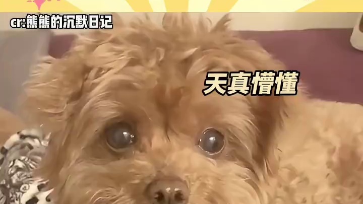 一眼分辨小狗的面相好坏