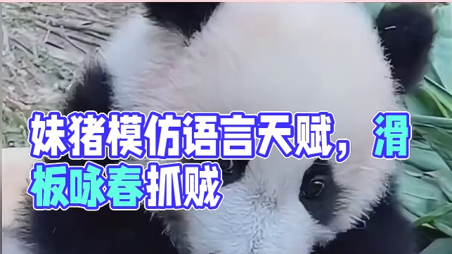 如果哪天看到妹猪站着走路了都见怪不怪了