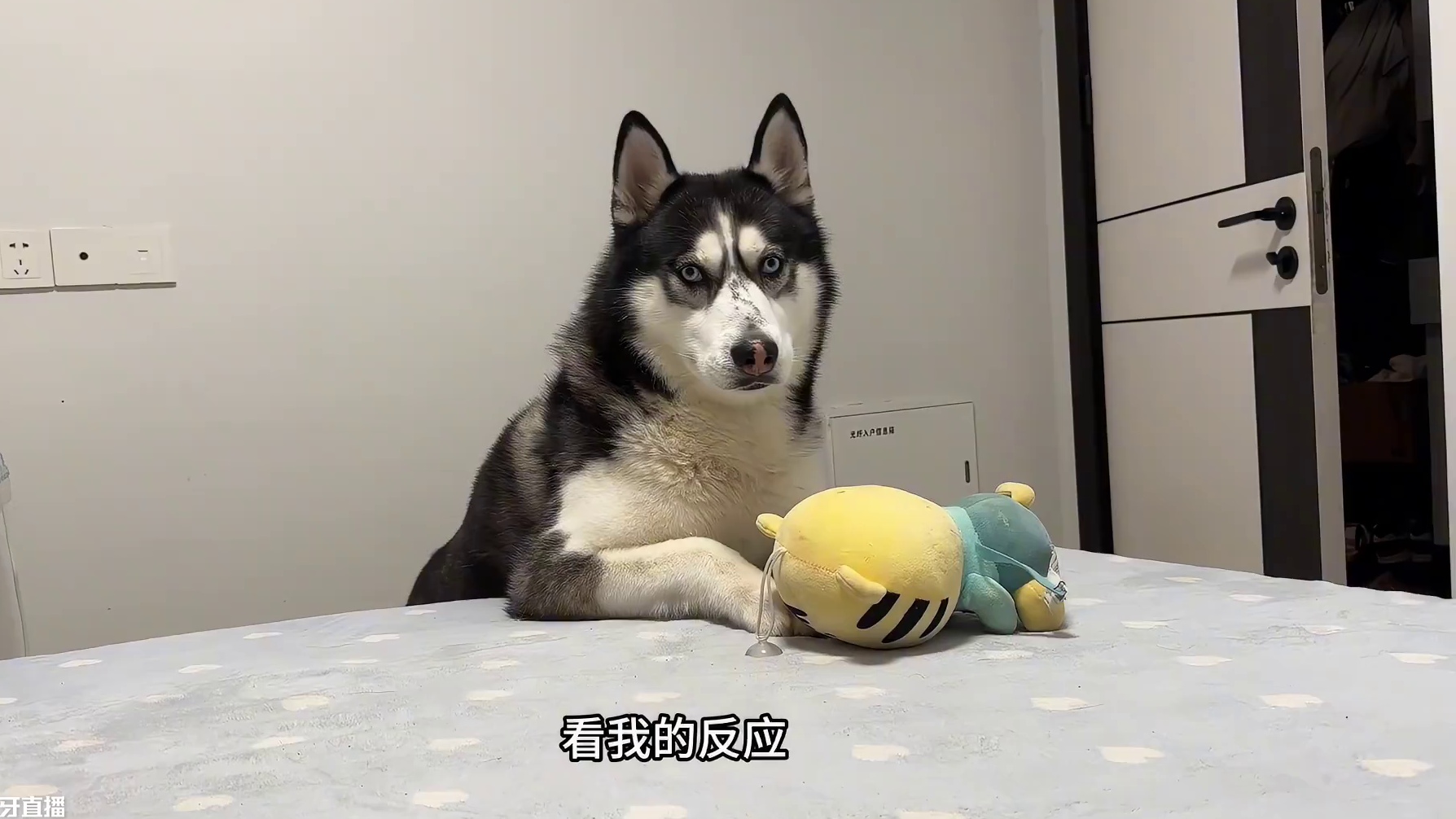 心机狗二哈为了上床睡觉36计都用上了，弄得主人不得不缴械投降 #我和我的狗 #萌宠出道计划 #动物的