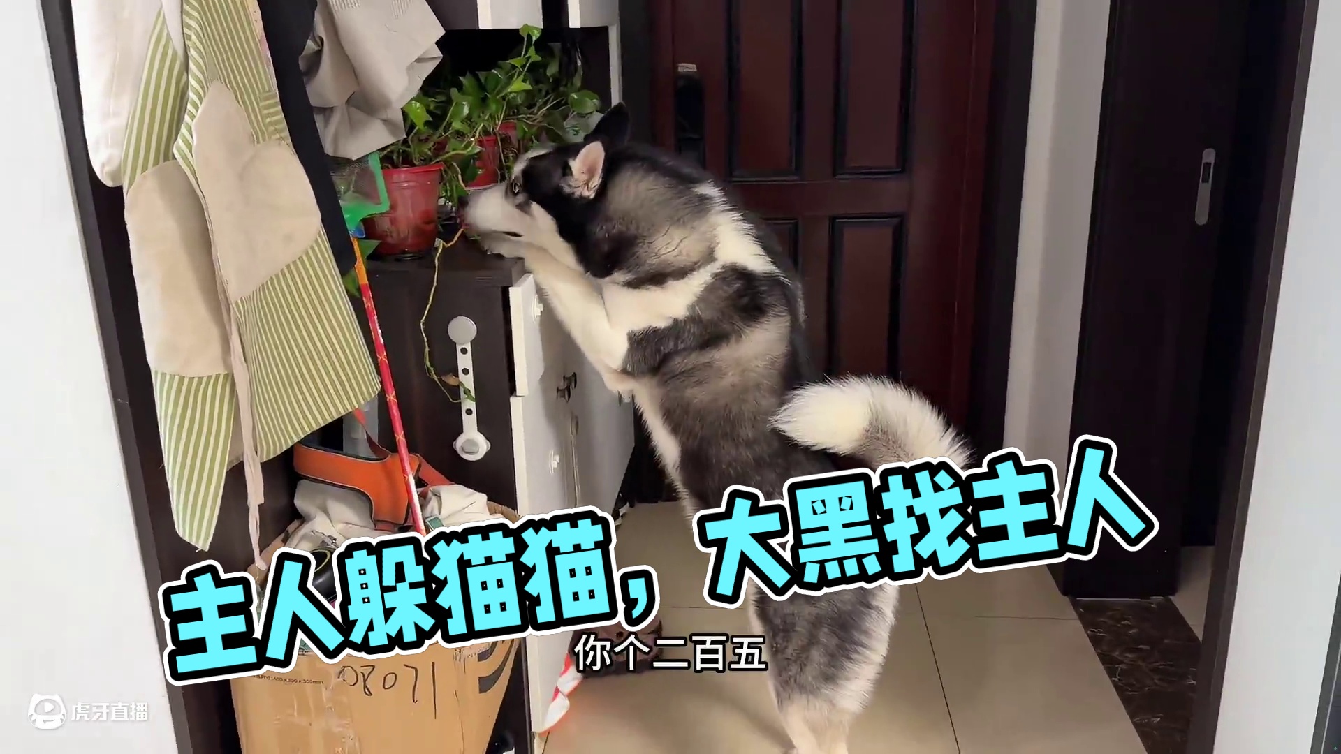 主人藏被子里跟二哈躲猫猫，二哈能找到主人吗？大家看完千万别笑 #萌宠出道计划 #动物的迷惑行为 #萌