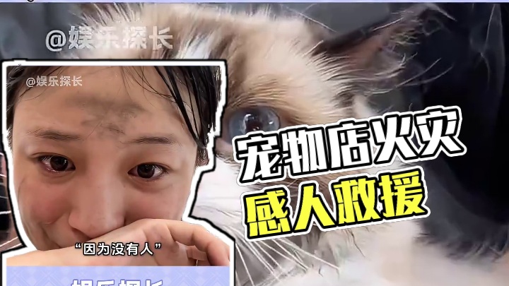 救猫还是救《蒙娜丽莎》这就是答案  #宠物店  #感动瞬间  #监控下的一幕  #狗狗  #猫咪