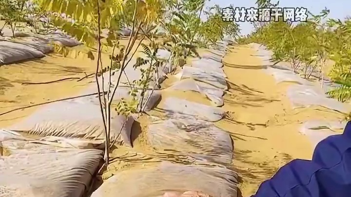 不用一滴水？沙漠也能够变成绿洲​​ #沙漠变绿洲 #科技改变生活 #田新明 #无水植树法