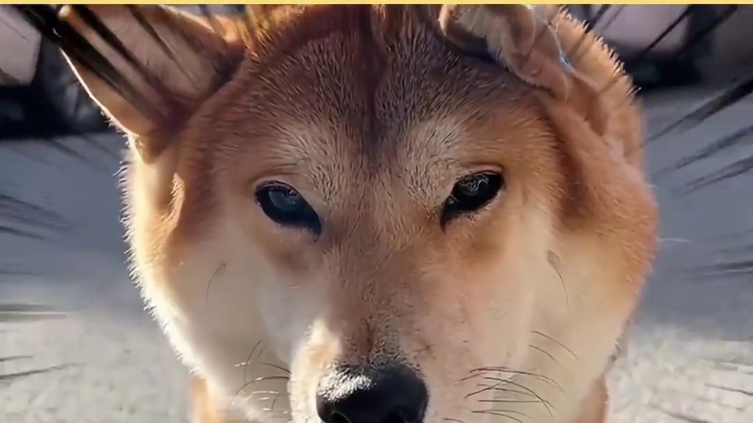 柴犬对谁都犟啊