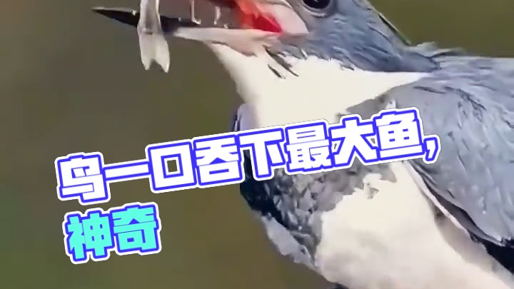 神奇的鸟吃鱼