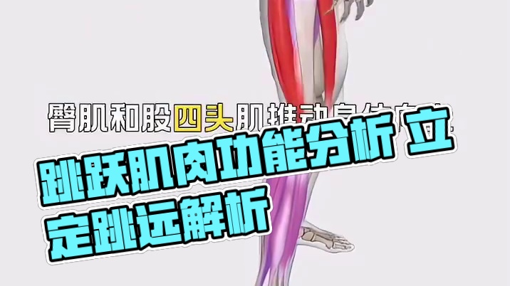 每日功能性训练知识：跳跃中的肌肉功能分析！ 每日功能性训练知识：跳跃中的肌肉功能分析！
#运动康复 