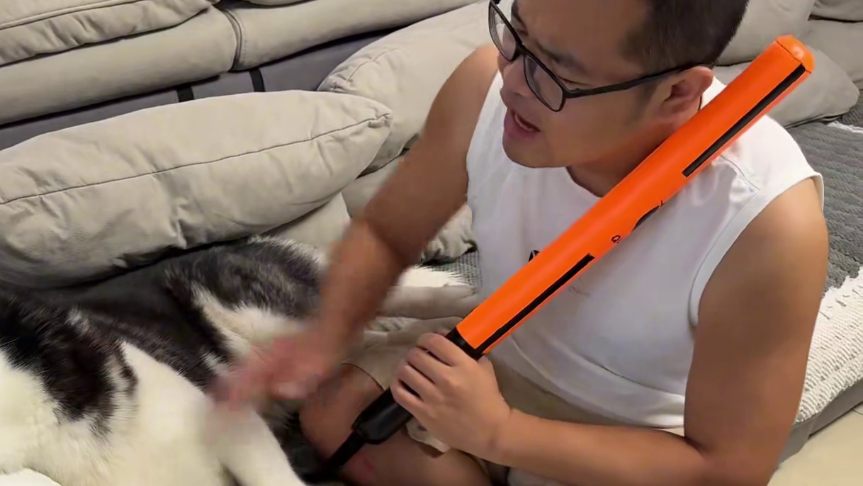 二哈误伤小主人被主人教训，没想到一顿胖揍后，居然把二哈气哭了 #萌宠出道计划 #我和我的狗 #动物的