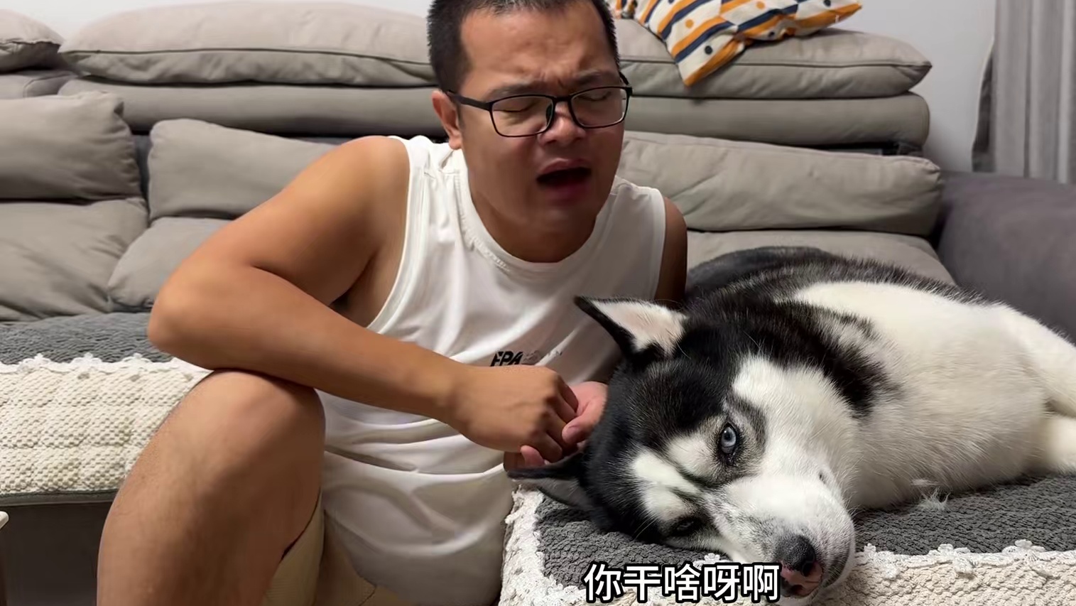 二哈跟主人冷战，死活不搭理主人，当主人拿出火腿后，大家都别笑 #我和我的狗 #萌宠