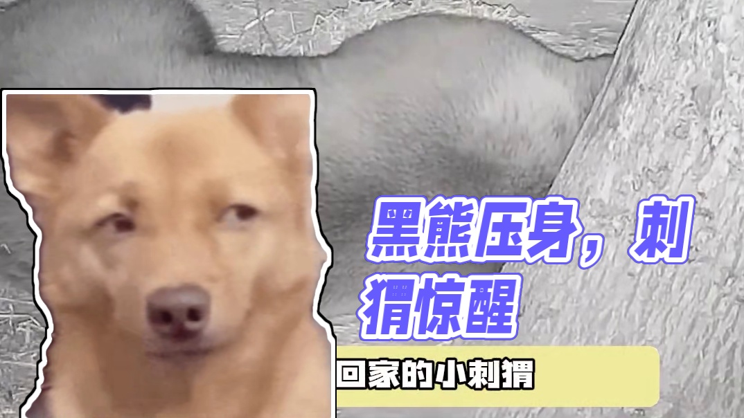 黑熊：我是黑瞎子  你是真瞎子#搞笑 #动物 #刺猬