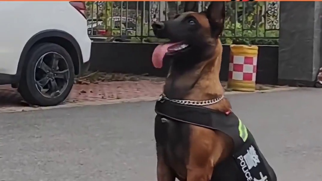 狗和犬不是一回事啊 #犬  #狗和犬的区别  #宠物