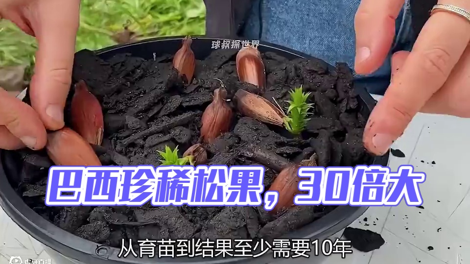 比头还大的松果，你见过吗？ #巴拉那松子 #巴西松子