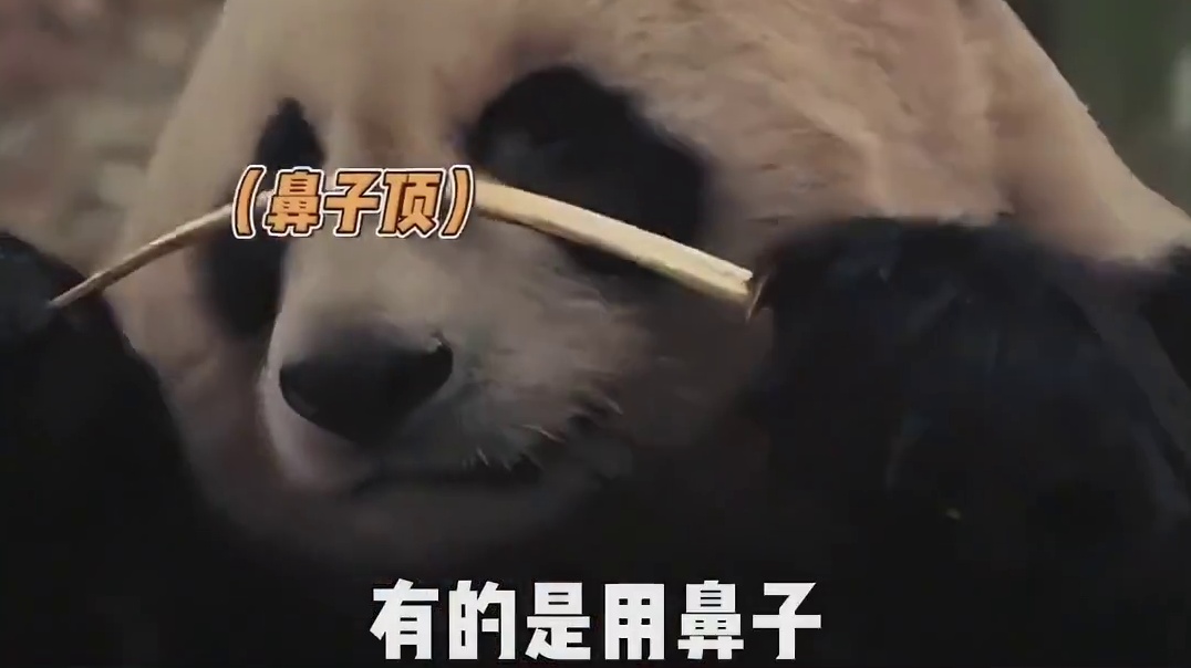 原来熊猫也有人教版 太可爱了，给我rua！