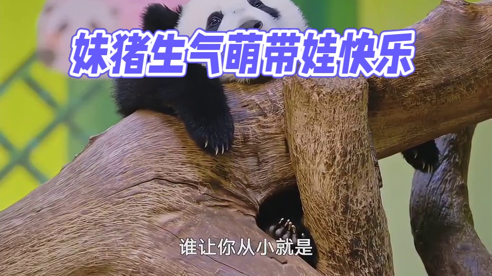 当娃不易，妹猪叹气