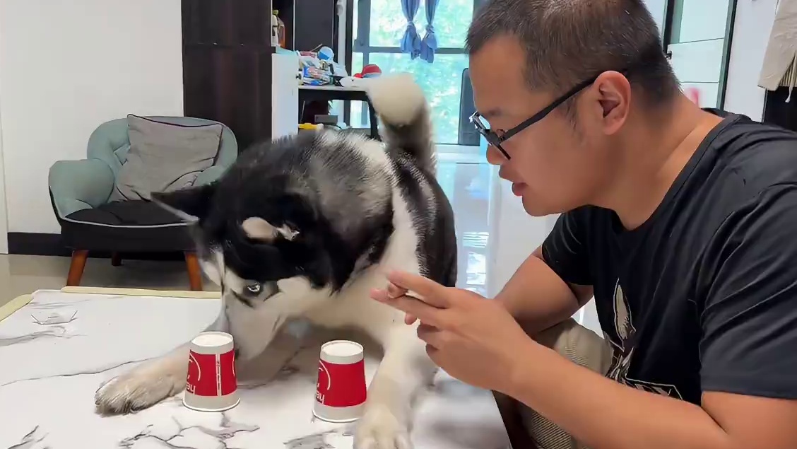 主人玩游戏耍赖，气得二哈吹胡子瞪眼，想刀人的眼神藏不住啊 #萌宠出道计划 #我和我的狗 #动物的迷惑