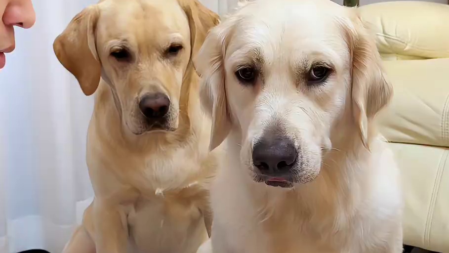 狗子：磨磨唧唧，选择哪有这么难