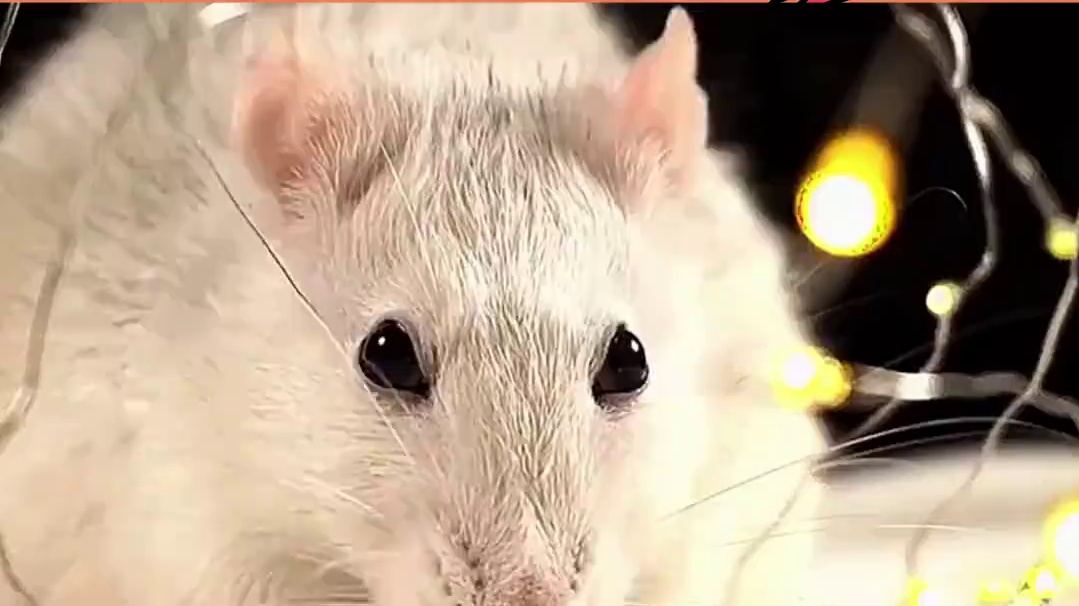 细思极恐的25号宇宙实验#实验 #老鼠 #人类