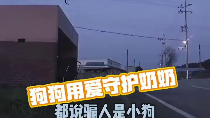 狗狗的爱永远热烈而又真诚