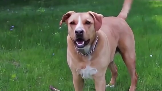 鱼的记忆只有7秒？狗狗摇尾暗藏死亡密码！狗狗摇尾暗藏死亡密码！#冷知识大赏 #动物行为学 #人体奥秘