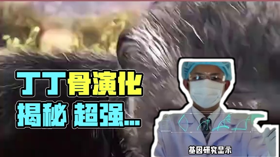 丁丁骨堪称雄性的标配装备#丁丁骨 #哺乳动物